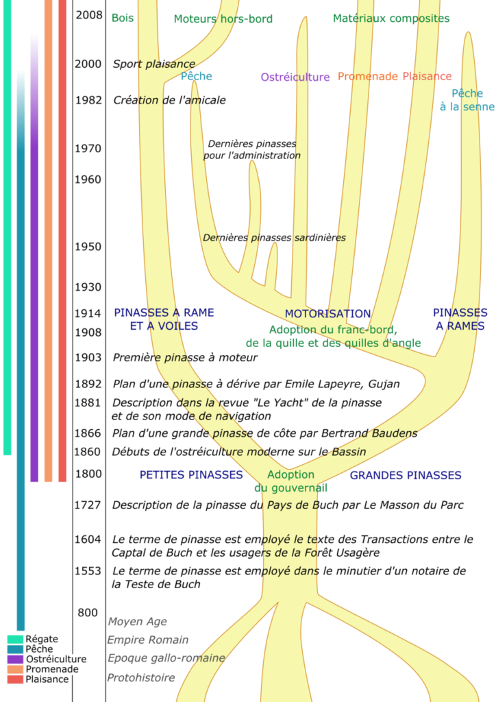 Arbre généalogique de la pinasse. Source Wikipédia