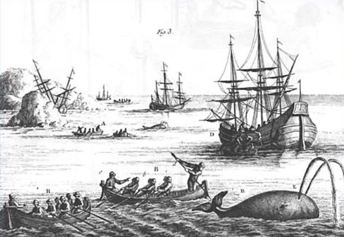 La chasse à la baleine, XVIIIe siècle. Henri-Louis Duhamel du Monceau
