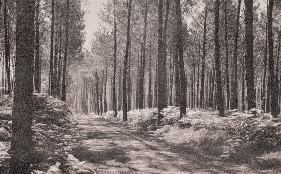 La forêt usagère de la Teste de Buch à l'origine du développement des pinasses